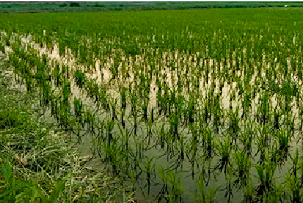 微生物馴化技術(shù)在農(nóng)業(yè)上的實(shí)際效果如何？